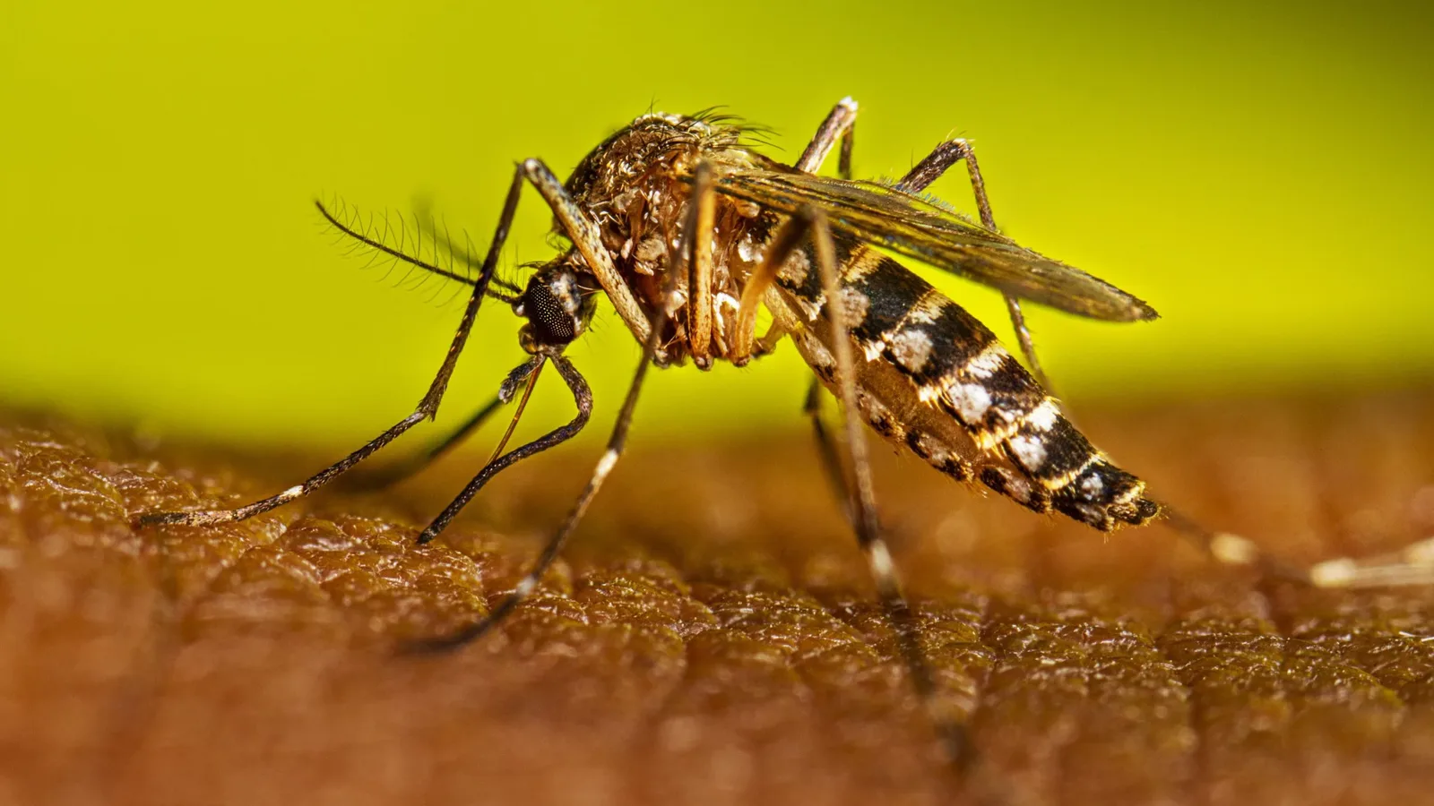 Nagpur Reports 62 Dengue Cases in Just 15 Days