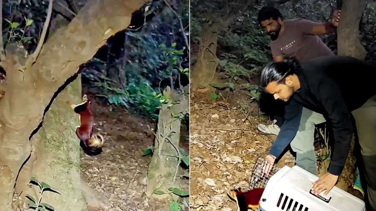 मावल में ट्रेकर द्वारा घायल भारतीय विशाल गिलहरी का बचाव