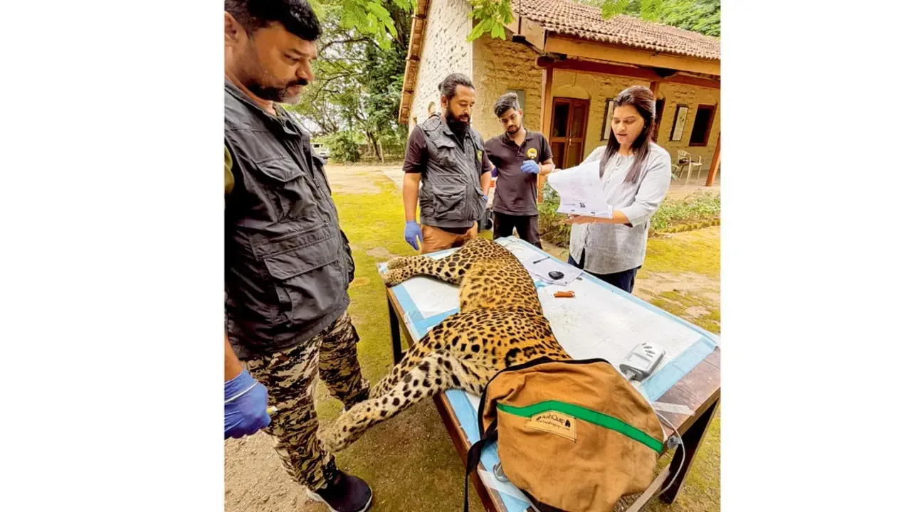 जुन्नर वन विभाग ने दो मादा तेंदुओं को दिया गर्भनिरोधक टीका