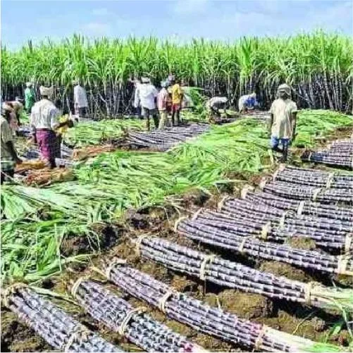 बिजनौर चीनी मिलें गिरते उत्पादन के बीच चीनी उत्पादन पर ध्यान केंद्रित करें