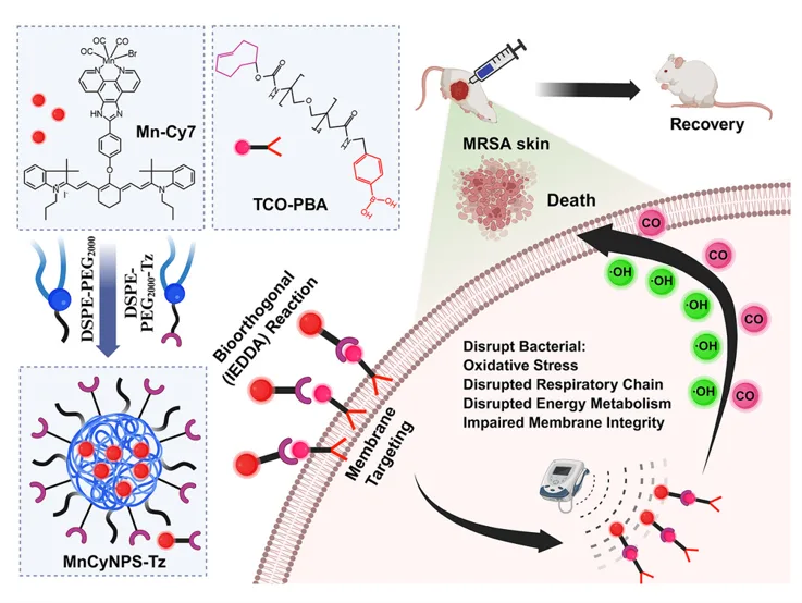Innovative Nanoplatform Targets Drug-Resistant Bacteria with Ultrasound