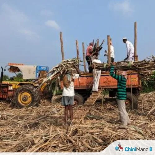 महाराष्ट्रातील गन्ना कापणाऱ्यांनी वेतन वाढीसाठी काम थांबवले