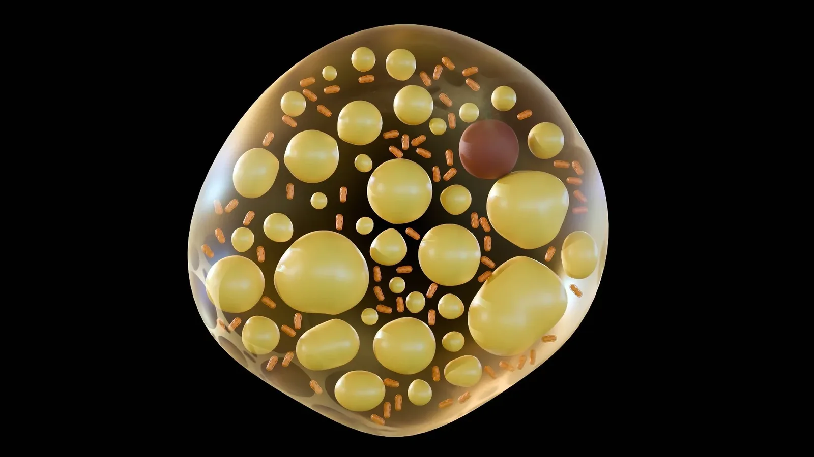 AI Study of 101,243 Patients Links Brown Fat to Cardiometabolic Health